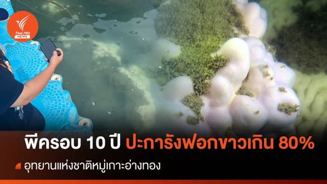 พีคสุดรอบ 10 ปี &#8220;ปะการังหมู่เกาะอ่างทอง&#8221; ฟอกขาวเกิน 80%