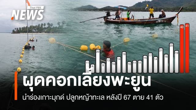 ทช.ผุดคอกทดลองเลี้ยง &#8220;พะยูน&#8221; ปลูกหญ้าทะเลนำร่องเกาะมุกด์