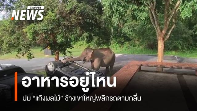 แจงปม &#8220;แก๊งผลไม้&#8221; ช้างเขาใหญ่พลิกรถแค่หาอาหาร