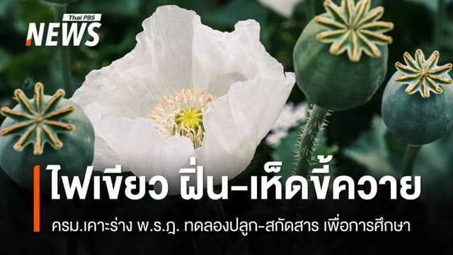 ไฟเขียว! ครม. เคาะร่างทดลองปลูกและสกัดสาร &#8220;ฝิ่น-เห็ดขี้ควาย&#8221;