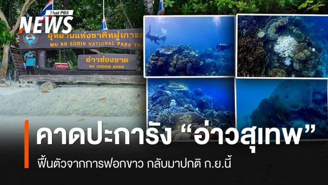 อช.หมู่เกาะสุรินทร์ คาดปะการังฟอกขาว &#8220;อ่าวสุเทพ&#8221; ฟื้นตัว ก.ย.นี้