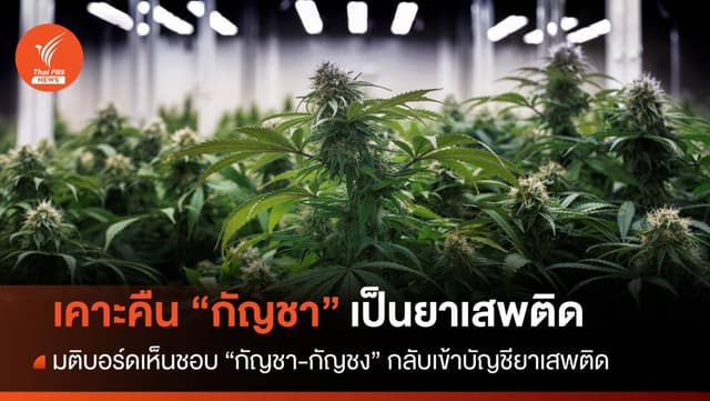 บอร์ดยาเสพติดมีมติให้คืน &#8220;กัญชา-กัญชง&#8221; กลับเป็นยาเสพติด