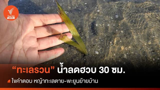 ไขคำตอบ “ทะเลรวน” ลดฮวบ 30 ซม.หญ้าทะเลตาย-พะยูนย้ายบ้าน