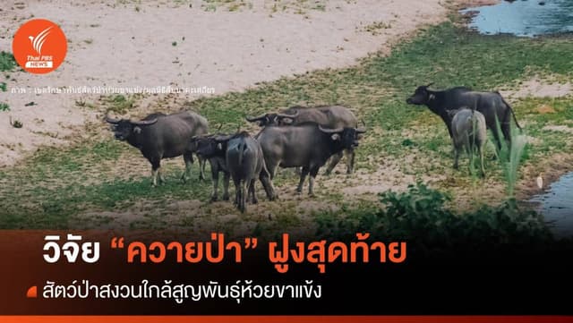 หาดูยาก! &#8220;ควายป่า&#8221; ฝูงสุดท้ายห้วยขาแข้งอวดโฉมโชว์