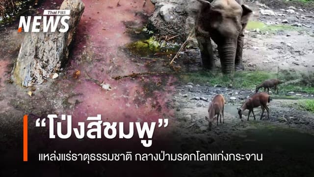 สำรวจ &#8220;โป่งสีชมพู&#8221; แหล่งแร่ธาตุอาหารสัตว์ กลางป่ามรดกโลกแก่งกระจาน