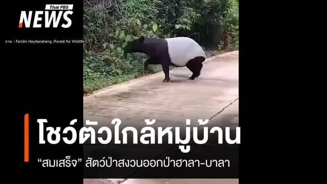 หาดูยาก! &#8220;สมเสร็จ&#8221; สัตว์ป่าหายากโผล่ใกล้หมู่บ้านบูเก๊ะตา