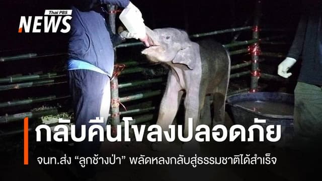 สำเร็จ! ส่ง &#8220;ลูกช้างป่า&#8221; พลัดหลงที่แก่งหางแมว คืนโขลงปลอดภัย