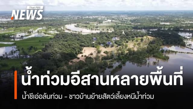 น้ำท่วมอีสานหลายพื้นที่ &#8211; &#8220;น้ำชี&#8221; ล้นตลิ่ง ชาวบ้านย้ายสัตว์เลี้ยงหนีน้ำท่วม