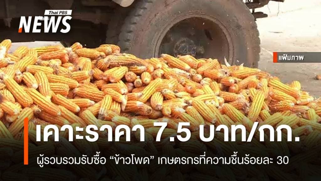 พาณิชย์เคาะราคารับซื้อ &#8220;ข้าวโพด&#8221; กิโลกรัมละ 7.5 บาท