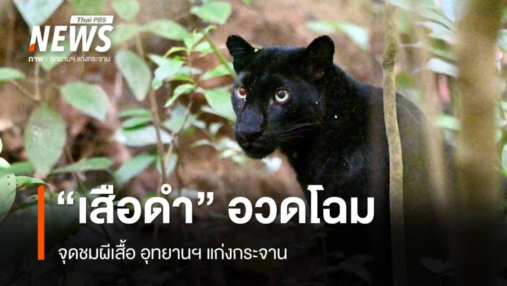 &#8220;เสือดำ&#8221; อวดโฉมจุดชมผีเสื้อ อุทยานฯ แก่งกระจาน