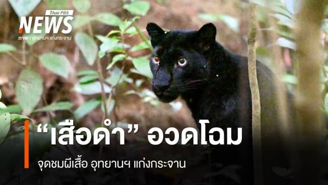 &#8220;เสือดำ&#8221; อวดโฉมจุดชมผีเสื้อ อุทยานฯ แก่งกระจาน