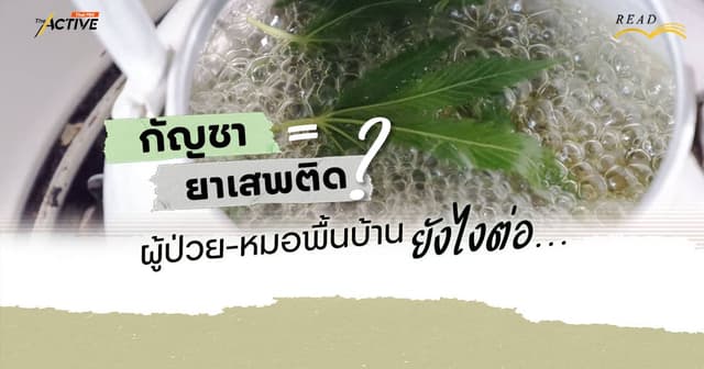 กัญชา=ยาเสพติด ? ผู้ป่วย-หมอพื้นบ้าน…ยังไงต่อ