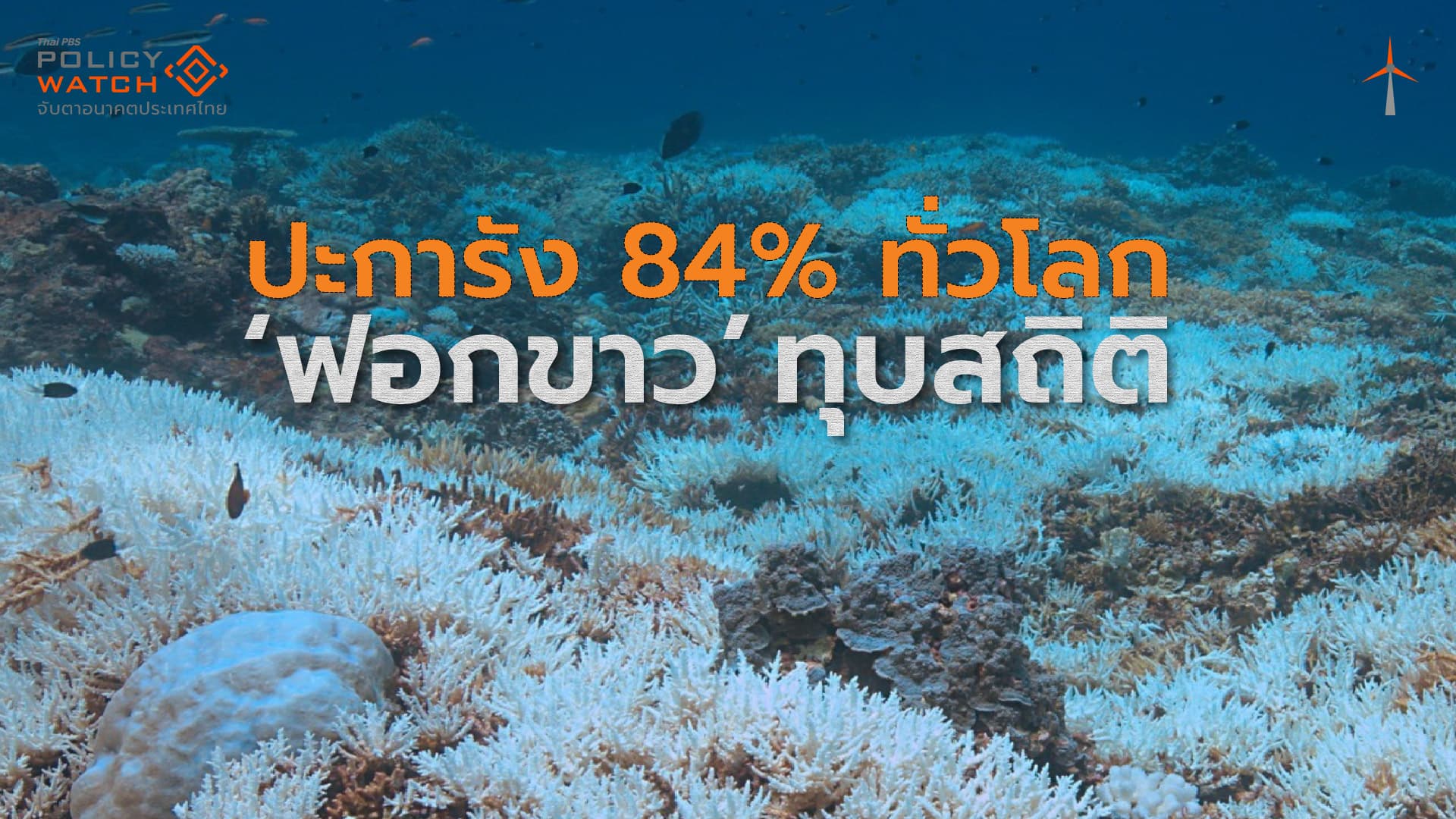 “ปะการังฟอกขาว” รุนแรงทุบสถิติ ลาม 84% ทั่วโลก