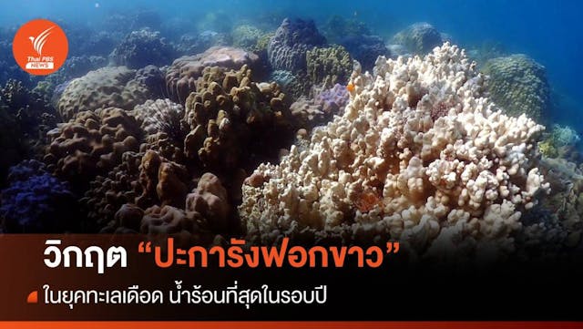 วิกฤต &#8220;ปะการังฟอกขาว&#8221; ในยุคทะเลเดือด